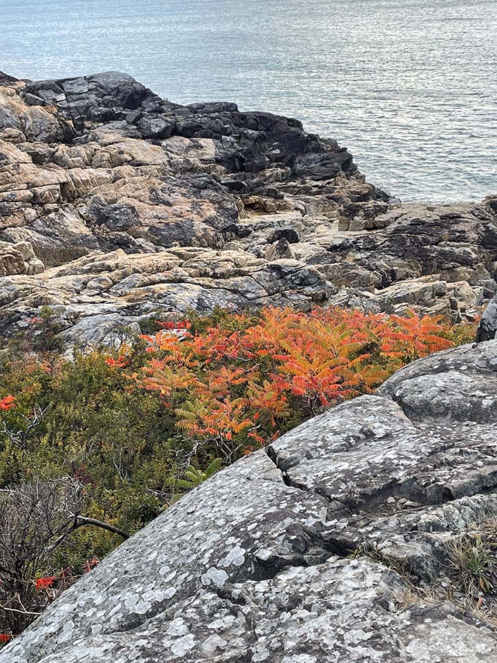 Acadia Splendor