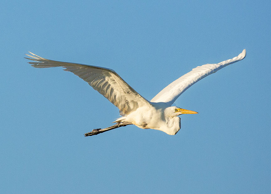 Cape May Great Egret