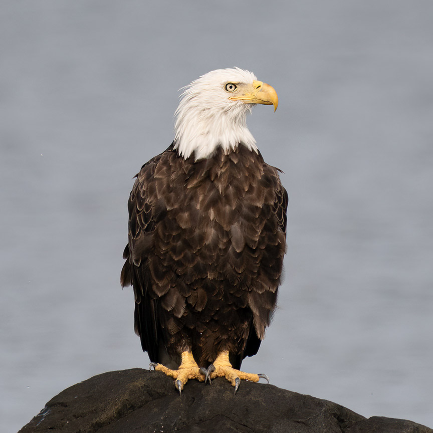 Cape May Bald Eagle