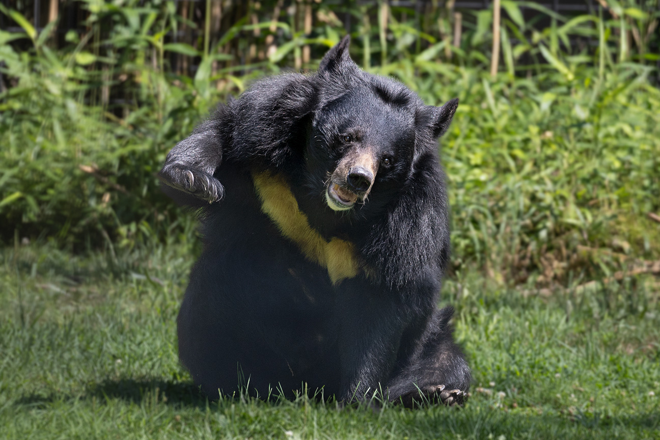 Asiatic Bear