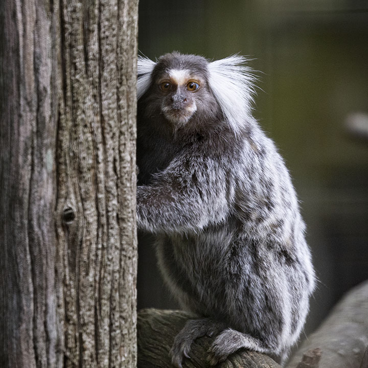 Common Marmoset