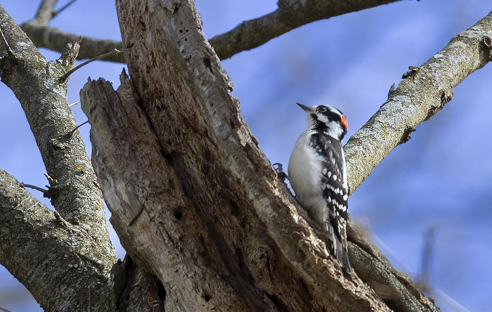 Downy Pecker