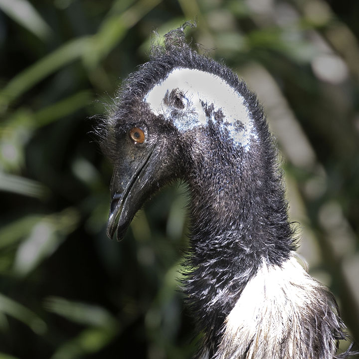 Emu