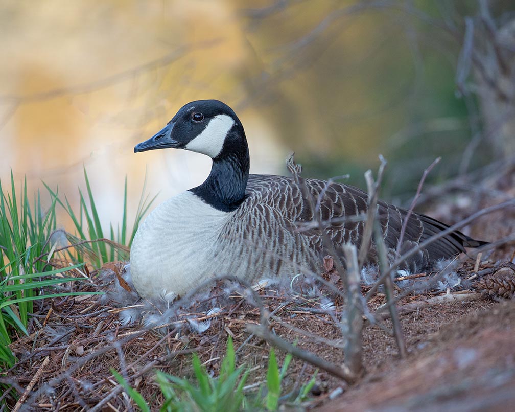 Goose and eggs