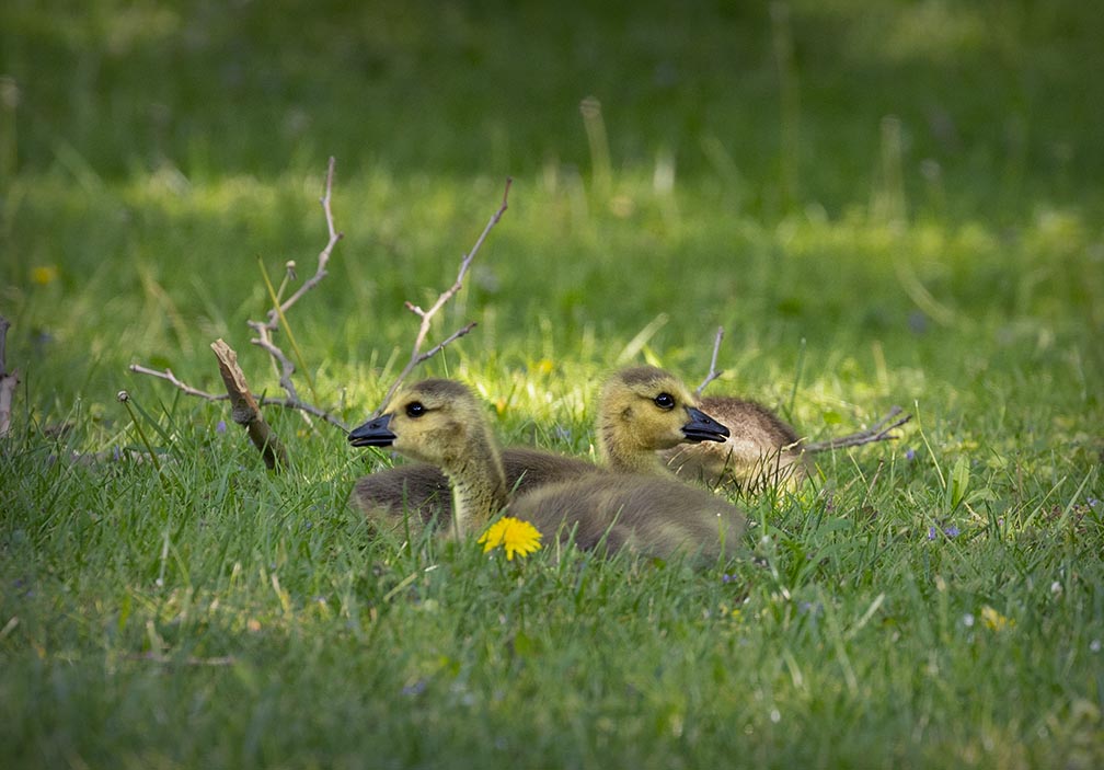 Goslings at Glen Lake