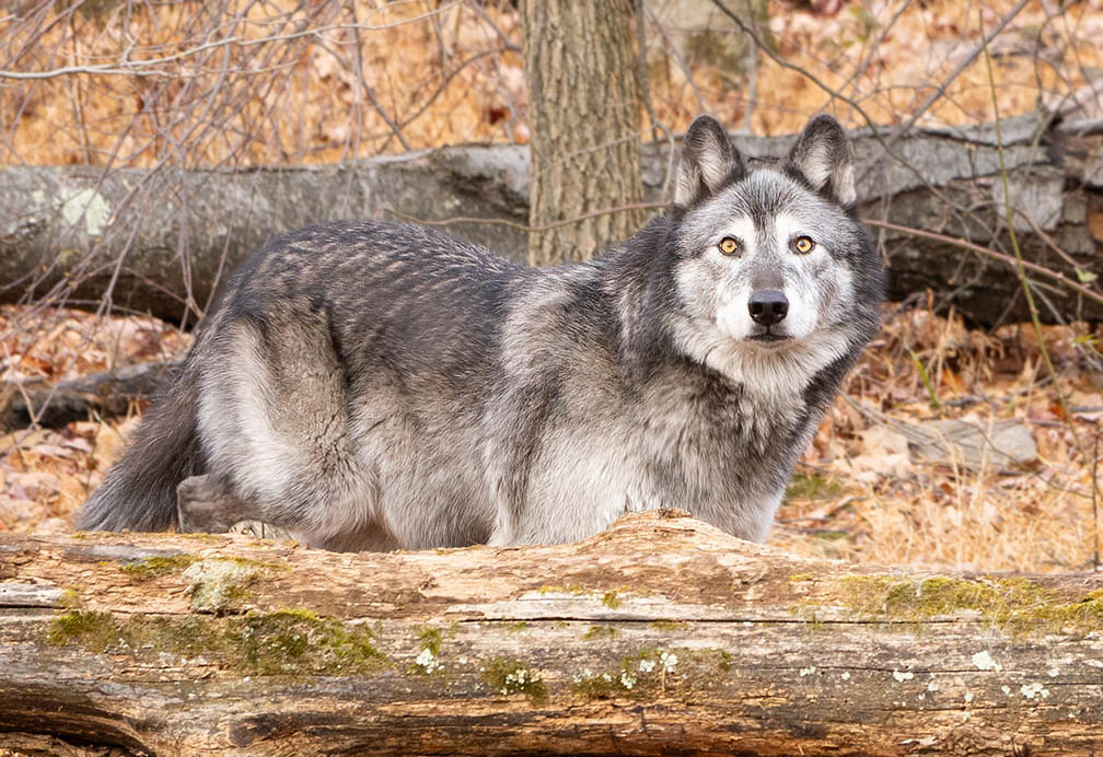 Stunning photography captured at Lakota Wolf Preserve. My experience and resulting images from the photography of Lakota Wolf Preserve