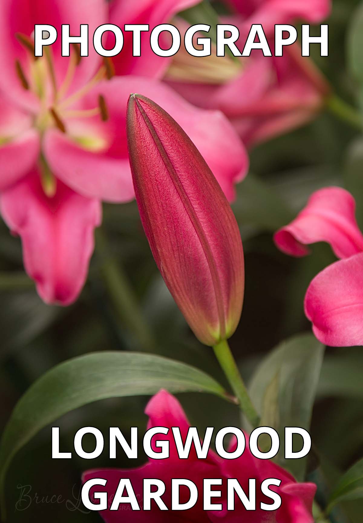 How To Photography Longwood Gardens on Pinterest