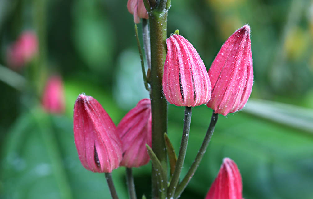 Pavonia multiflora - Brazilian Candle