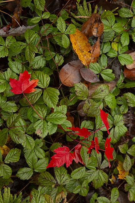 Red Maple Leaves