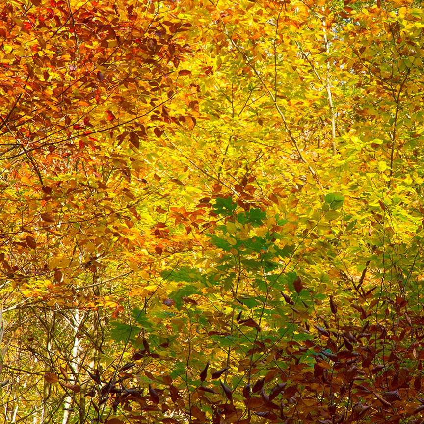 Ricketts Glen Fall Foliage