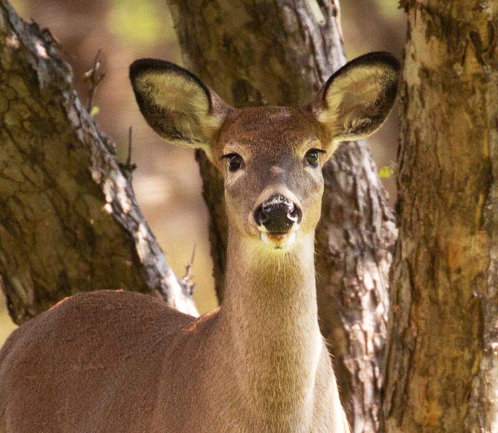 Deer on Mount Desert Island, Maine