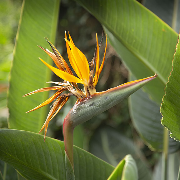 Bird of Paradise