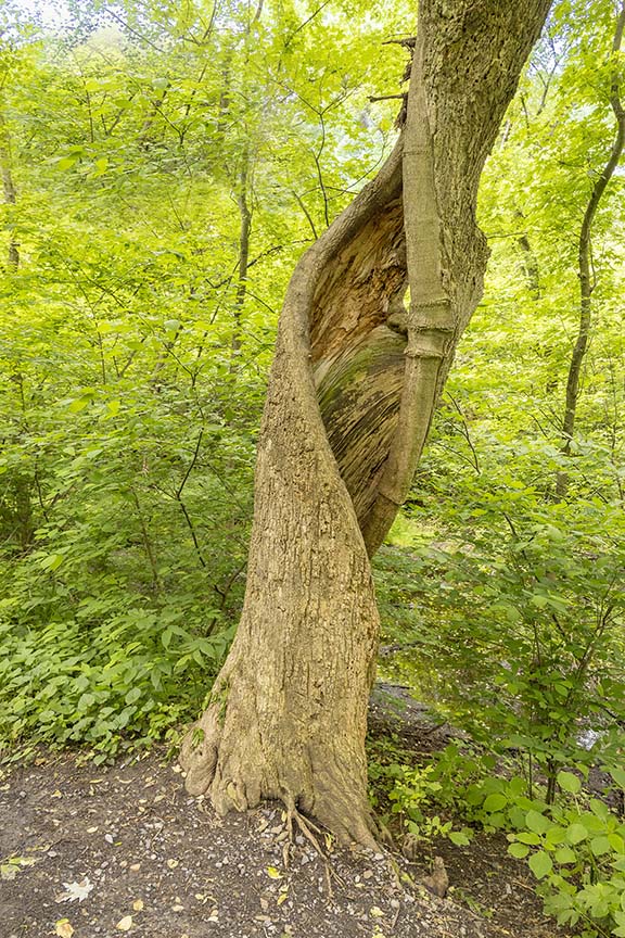 Strange hollow tree