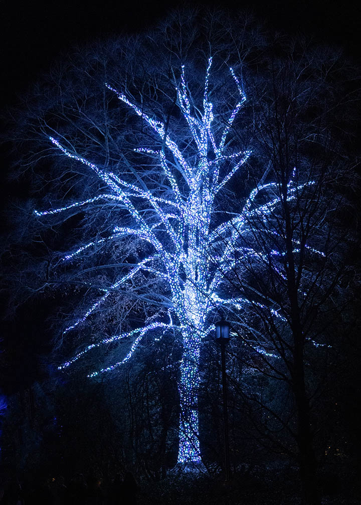 Blue tree at Longwood Gardens