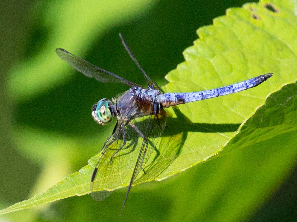 Dragonfly at Glen Lake