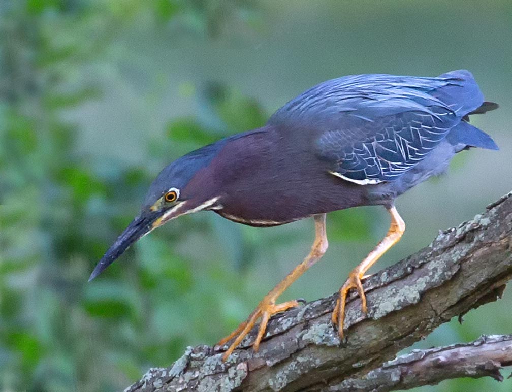 Heron at Glen Lake Pitman NJ