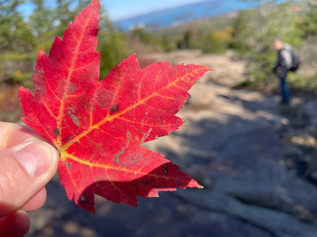 Red Maple Leaf