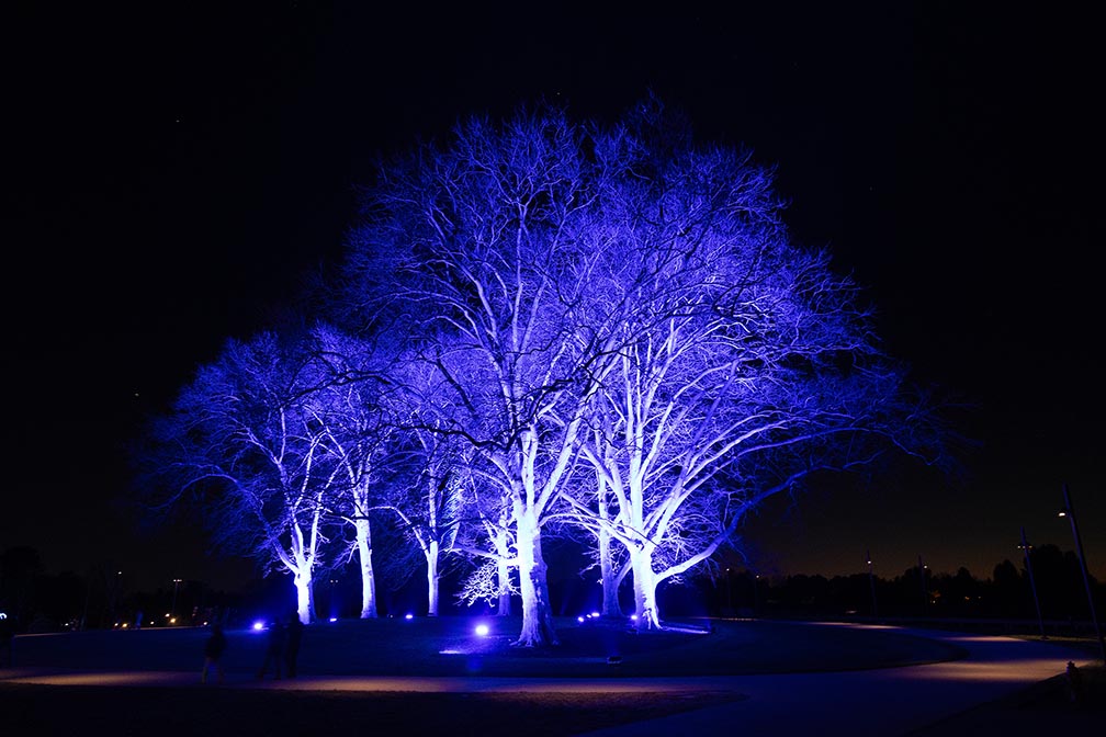 Winter trees lit with blue