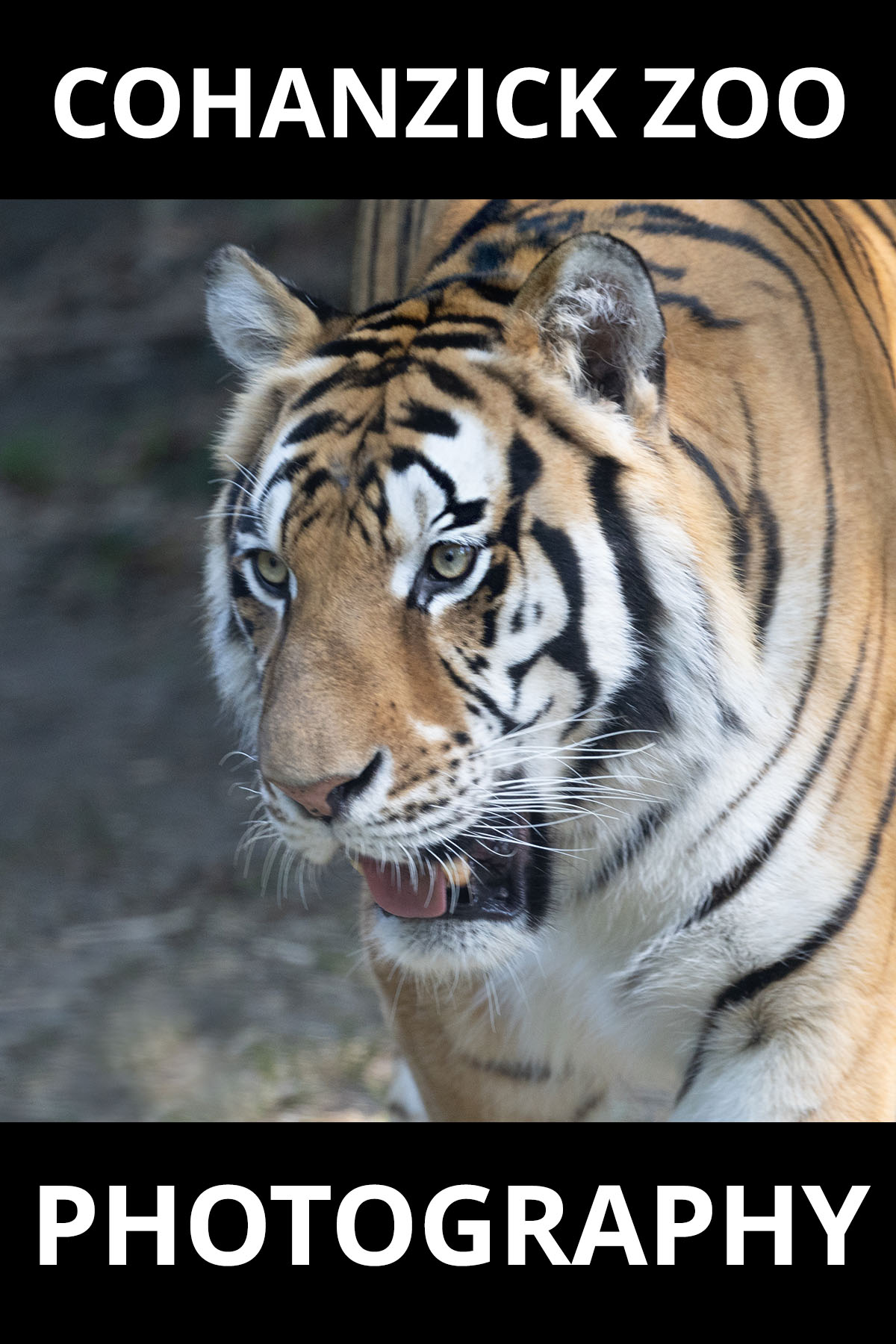 Wild encounters with my camera: My Cohanzick Zoo Adventure. Cohanzick Zoo Photography and the wildlife portraits I came away with