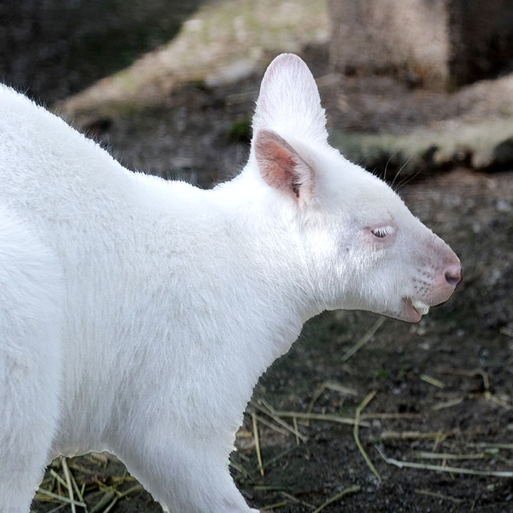 Bennetts Wallaby