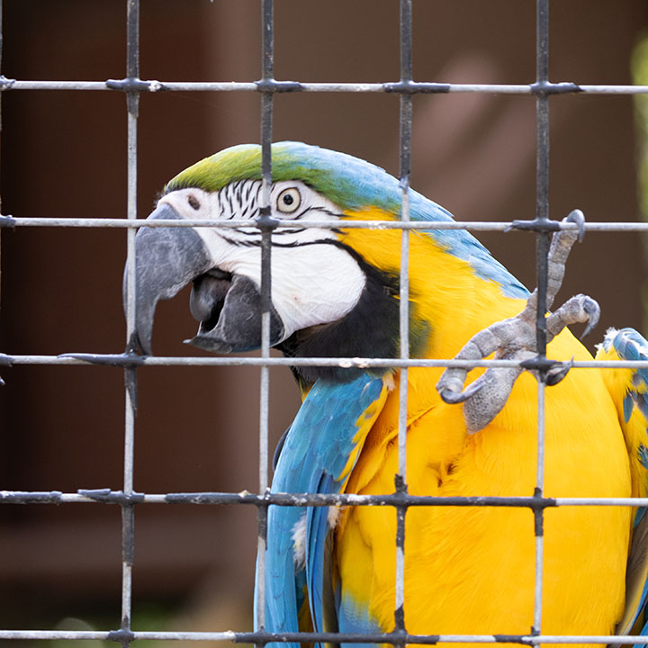 Blue-Gold Macaw