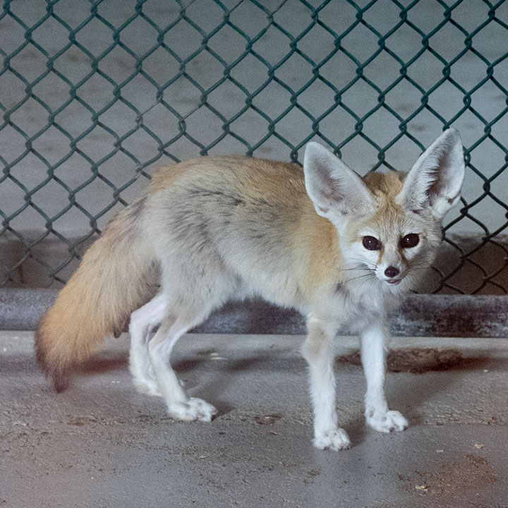 Desert Fox