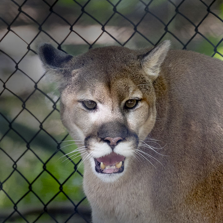 Mountain Lion Portrait