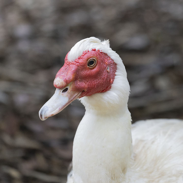 Muscovy Duck