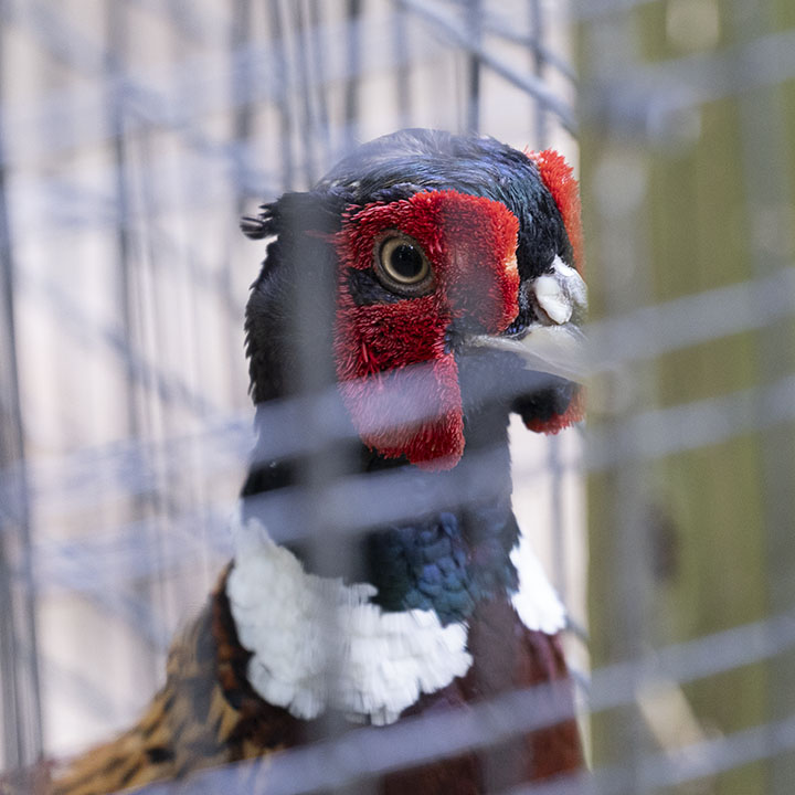 Ring-Neck Pheasant