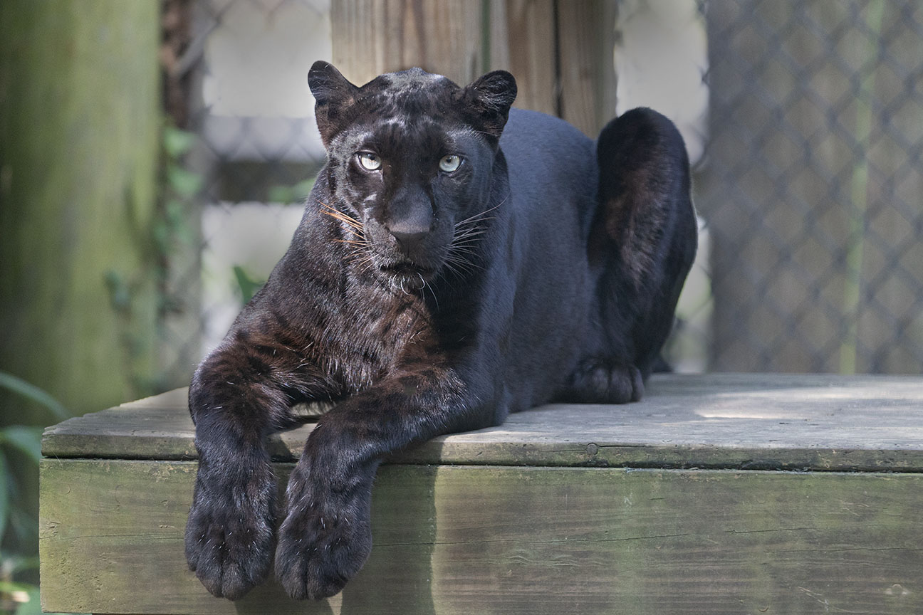 Cohanzick Cat in Bridgeton