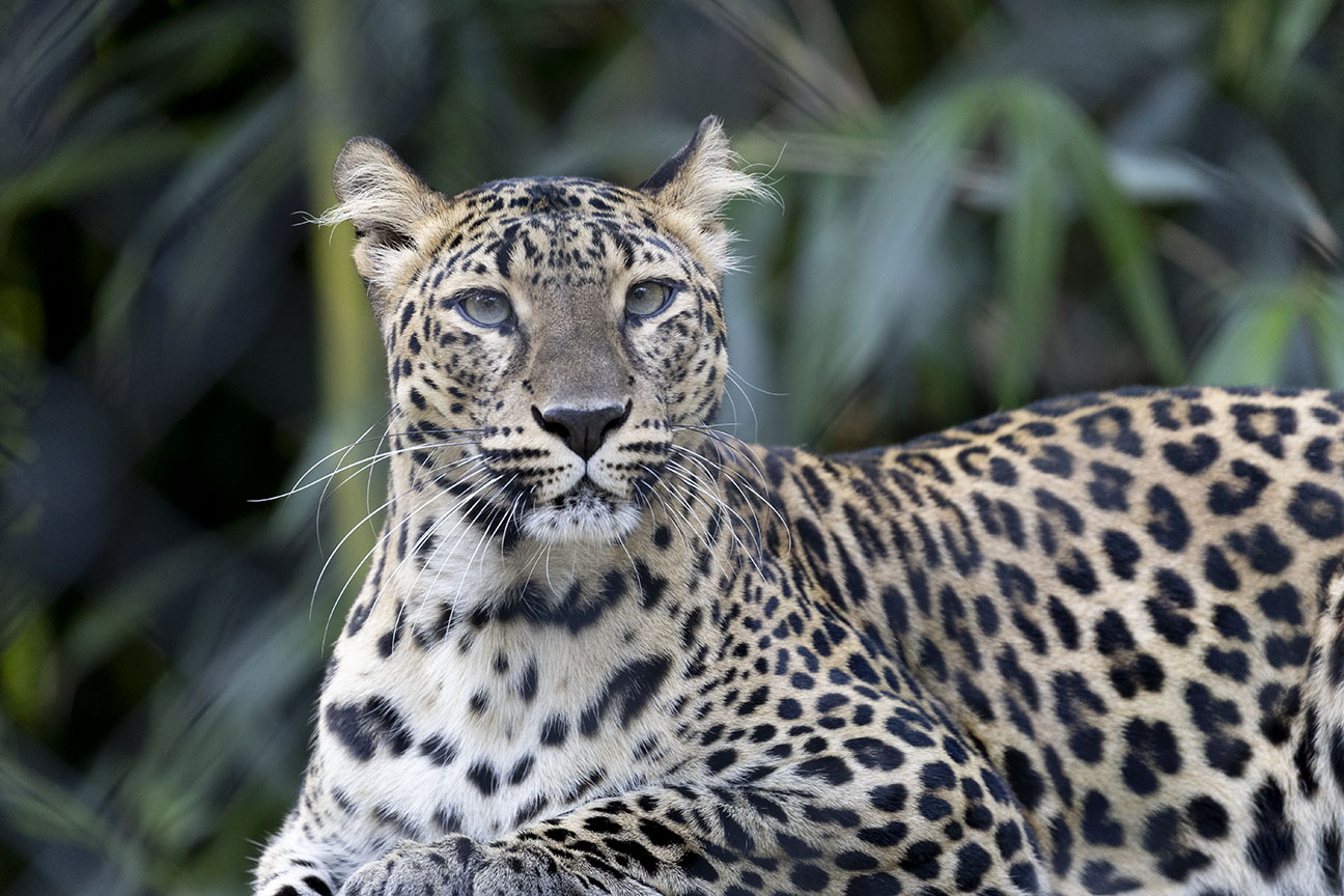 Leopard Portrait