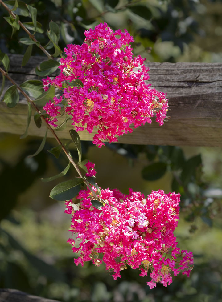 Cohanzick flowers