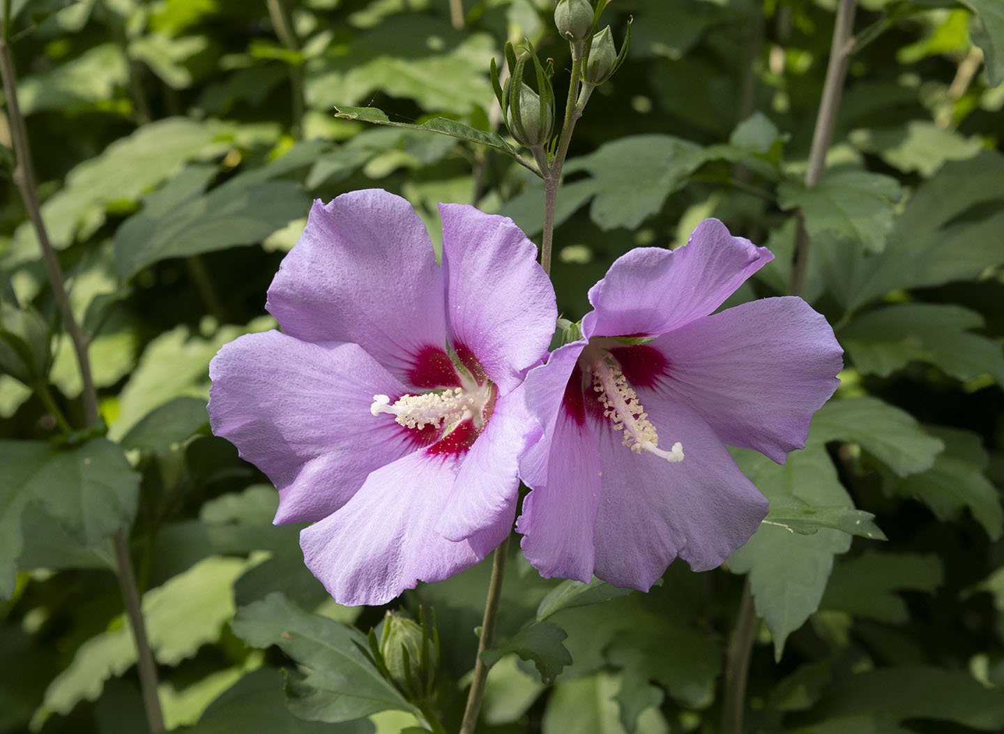 Hibiscus