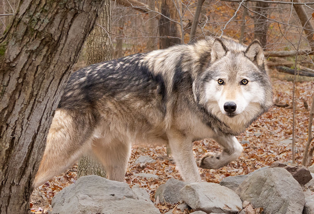 Lakota Wolf 