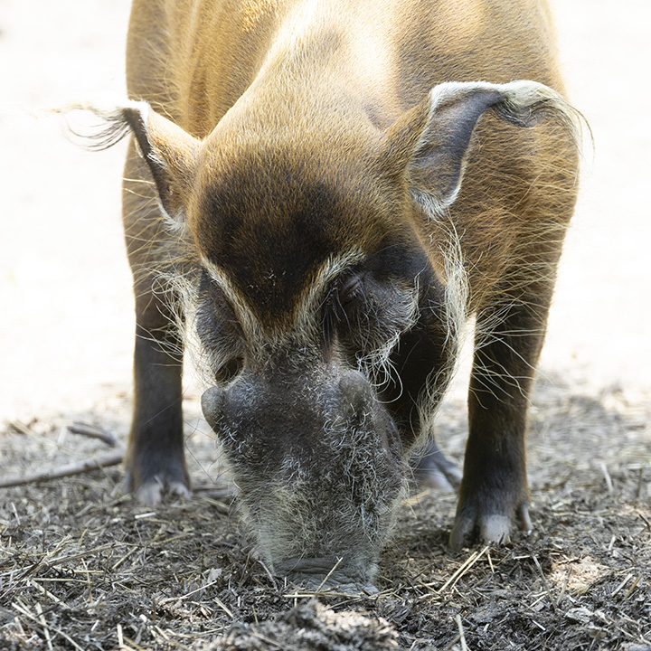 Red River Hog