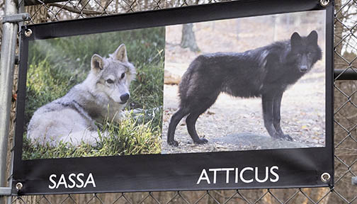 Wolves: Sassa and Atticus