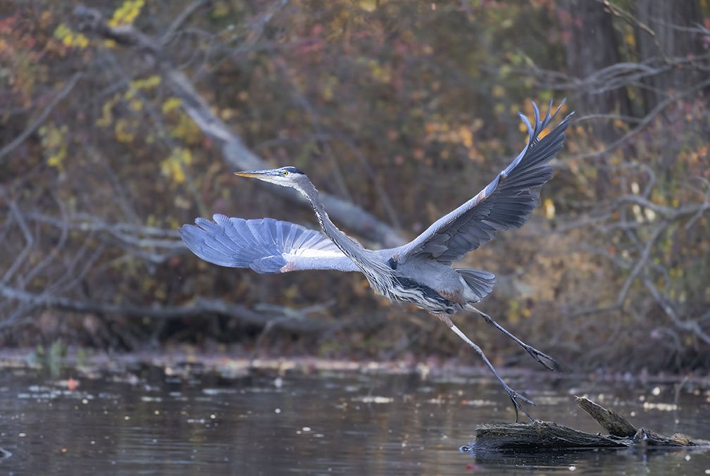 Wildlife Blue Heron