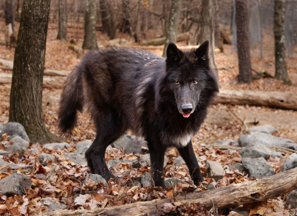 Black Wolf