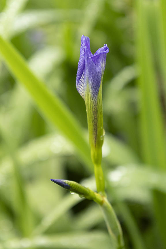 Iris Flower