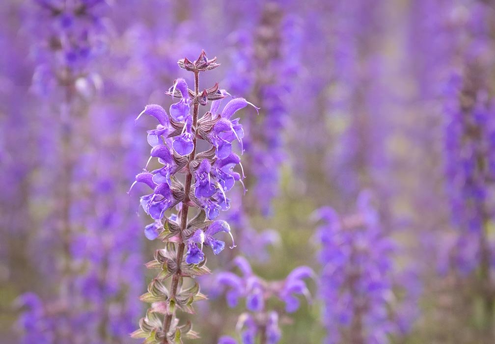 Sage Blossoms