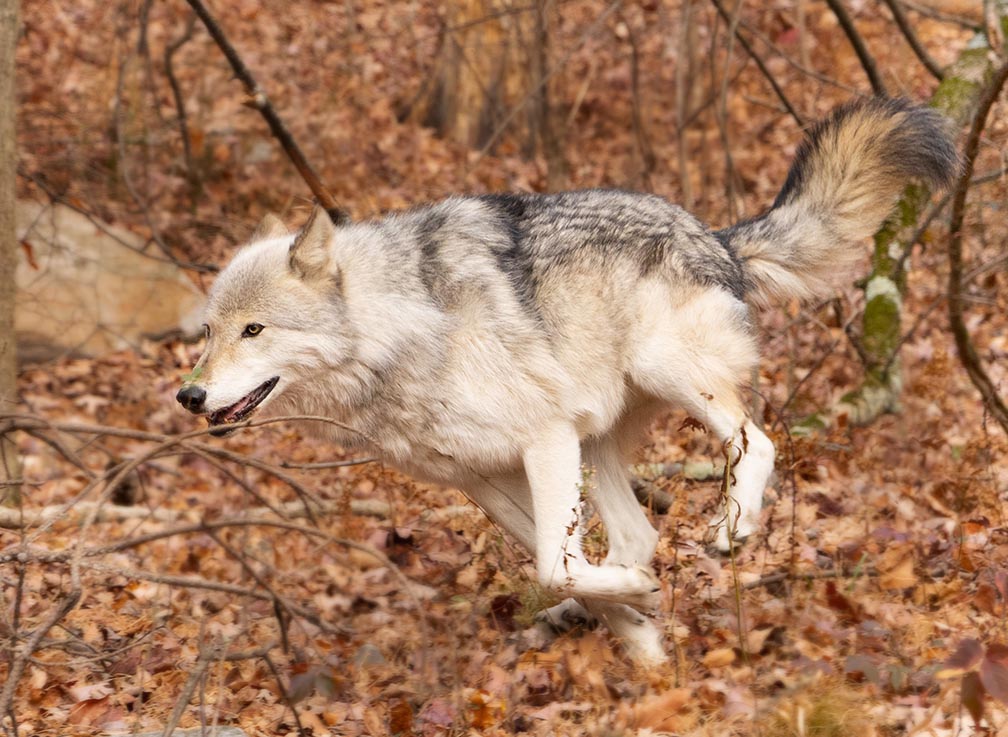 running Lakota wolf