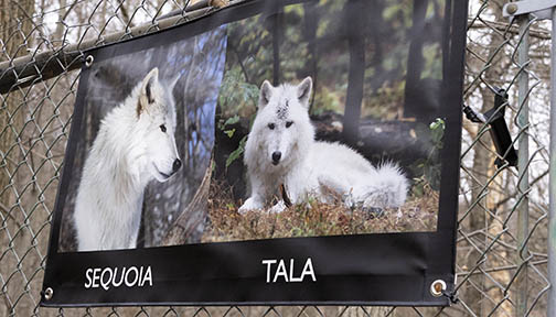 Wolves: Sequoia and Tala