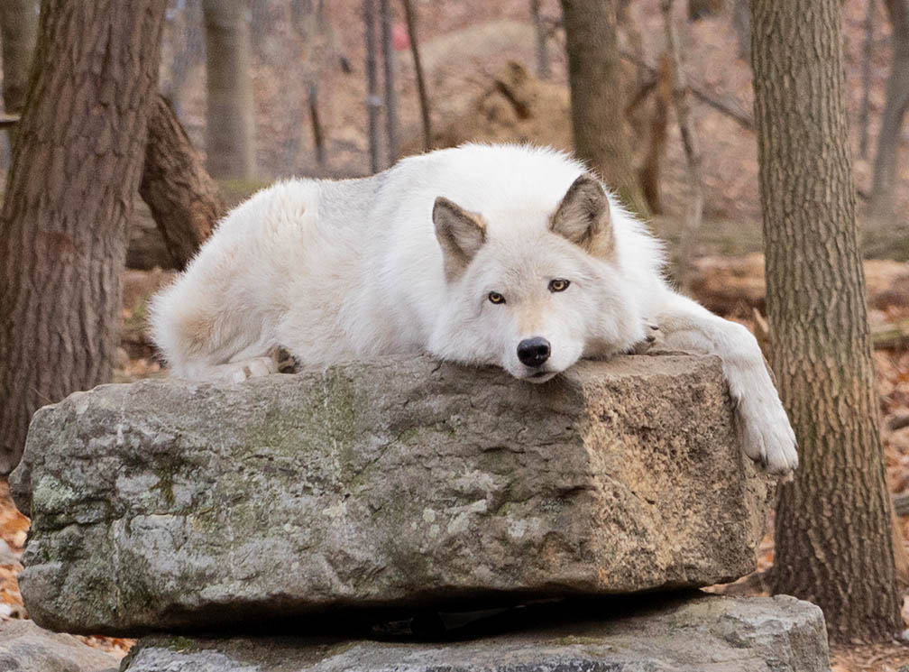 wolf on boulder